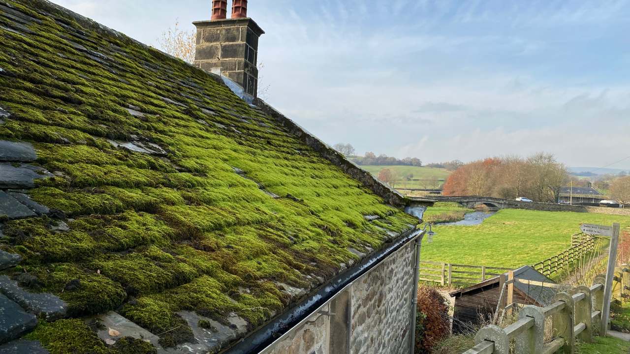 roof moss and pets safety